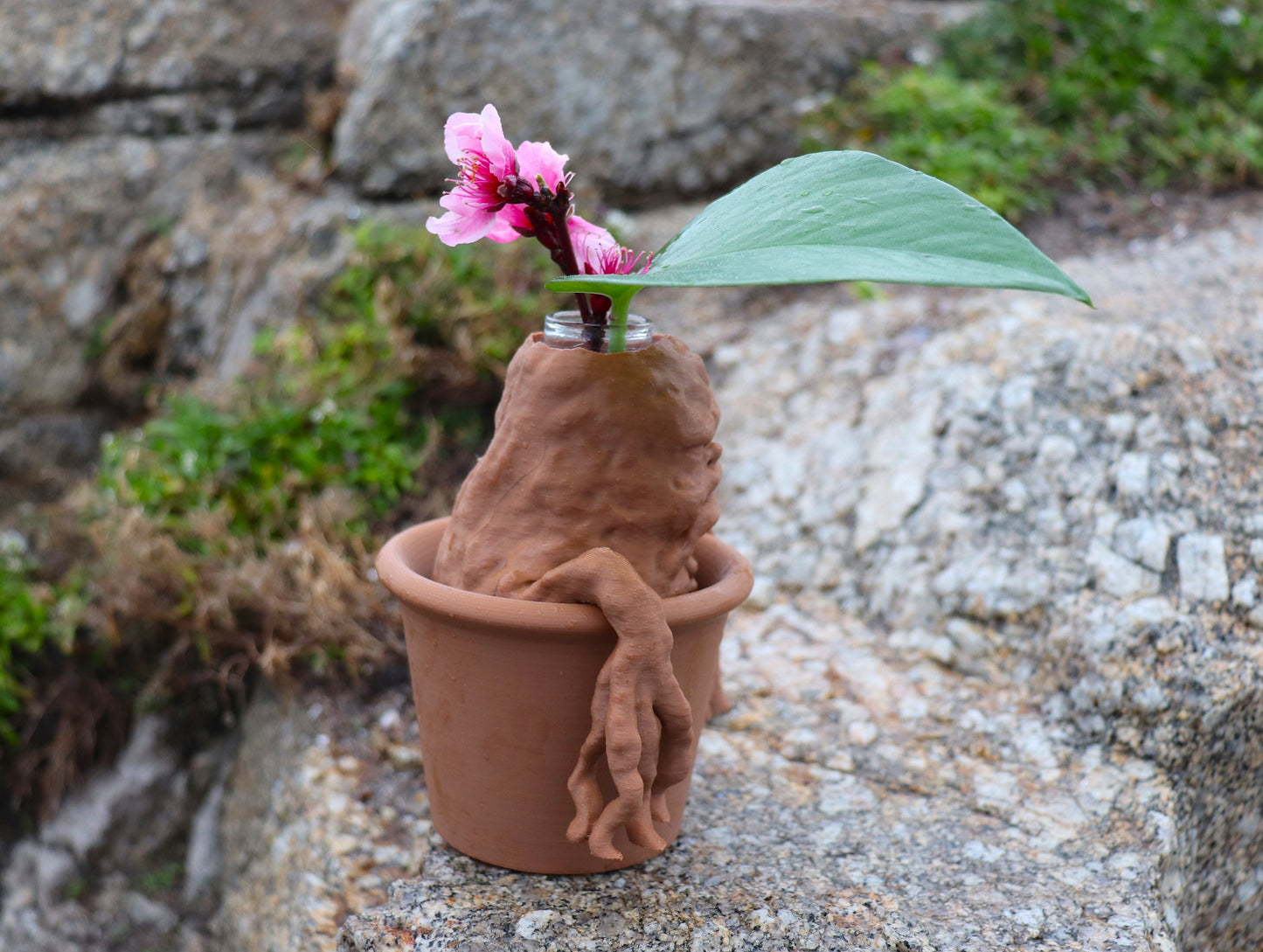 Mandrake Test Tube Plant Propagation Station