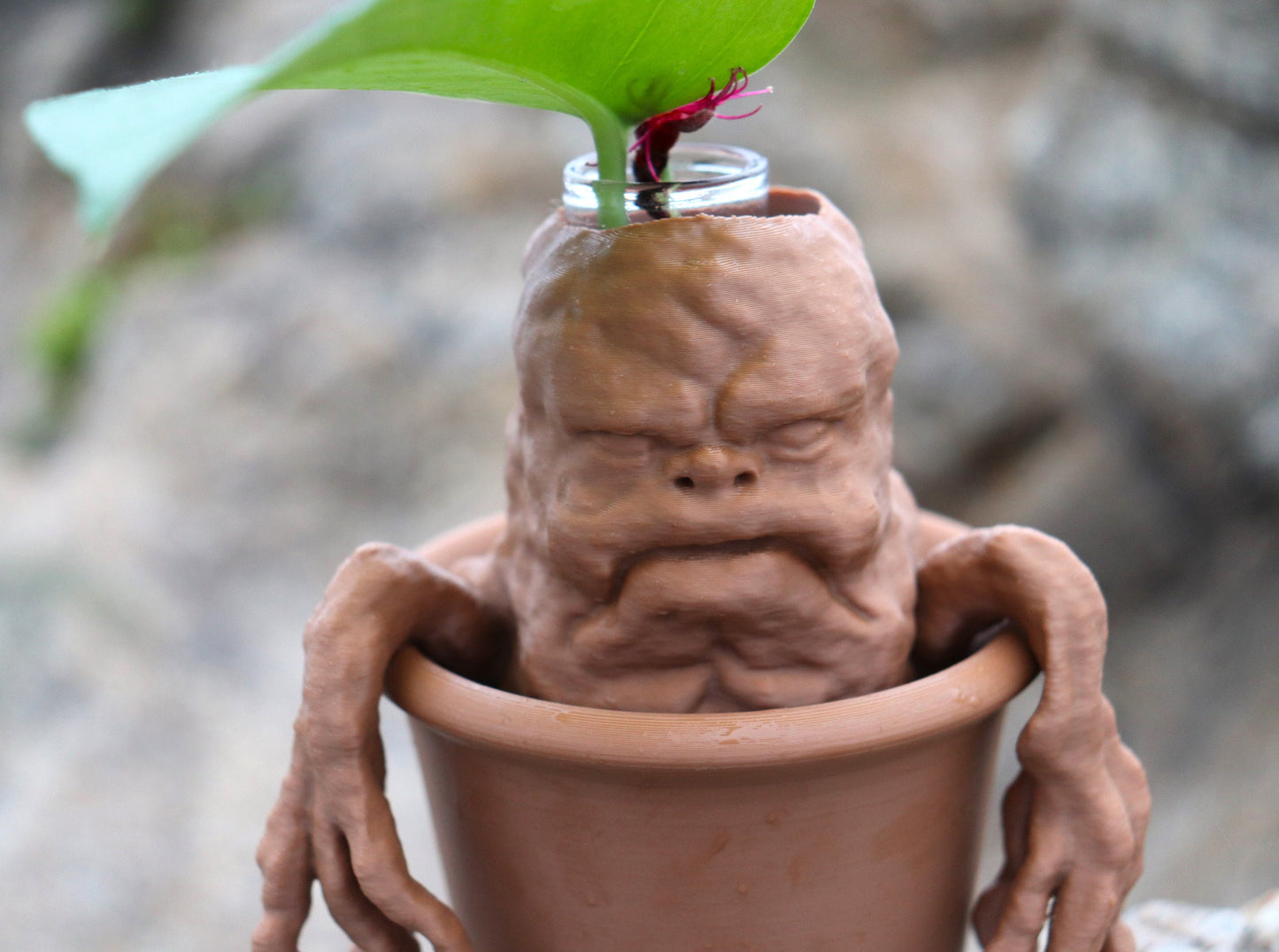 Mandrake Test Tube Plant Propagation Station