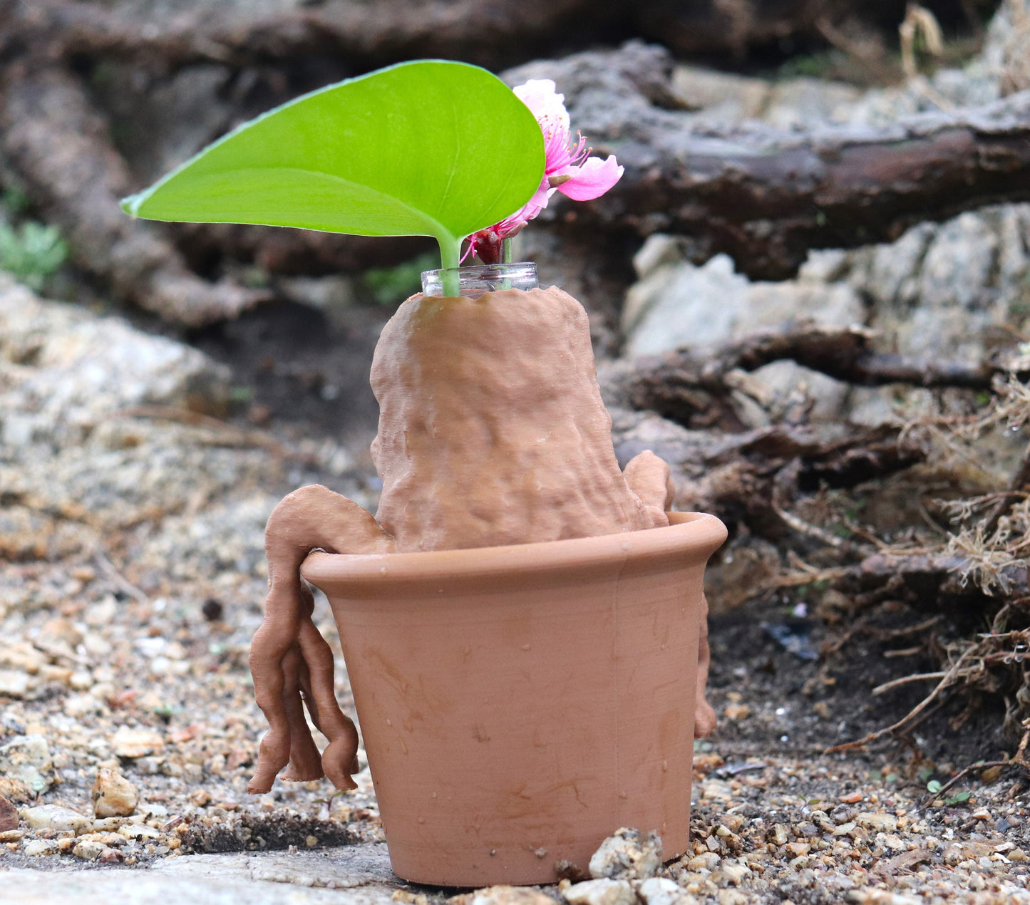 Mandrake Test Tube Plant Propagation Station