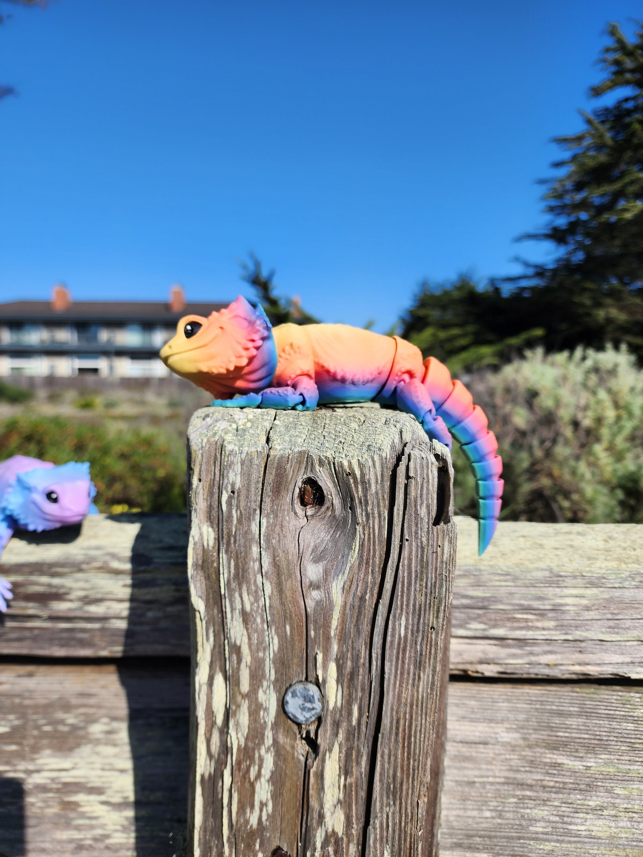 Shocking Size! This Bearded Dragon Will Amaze You - syf8dmk