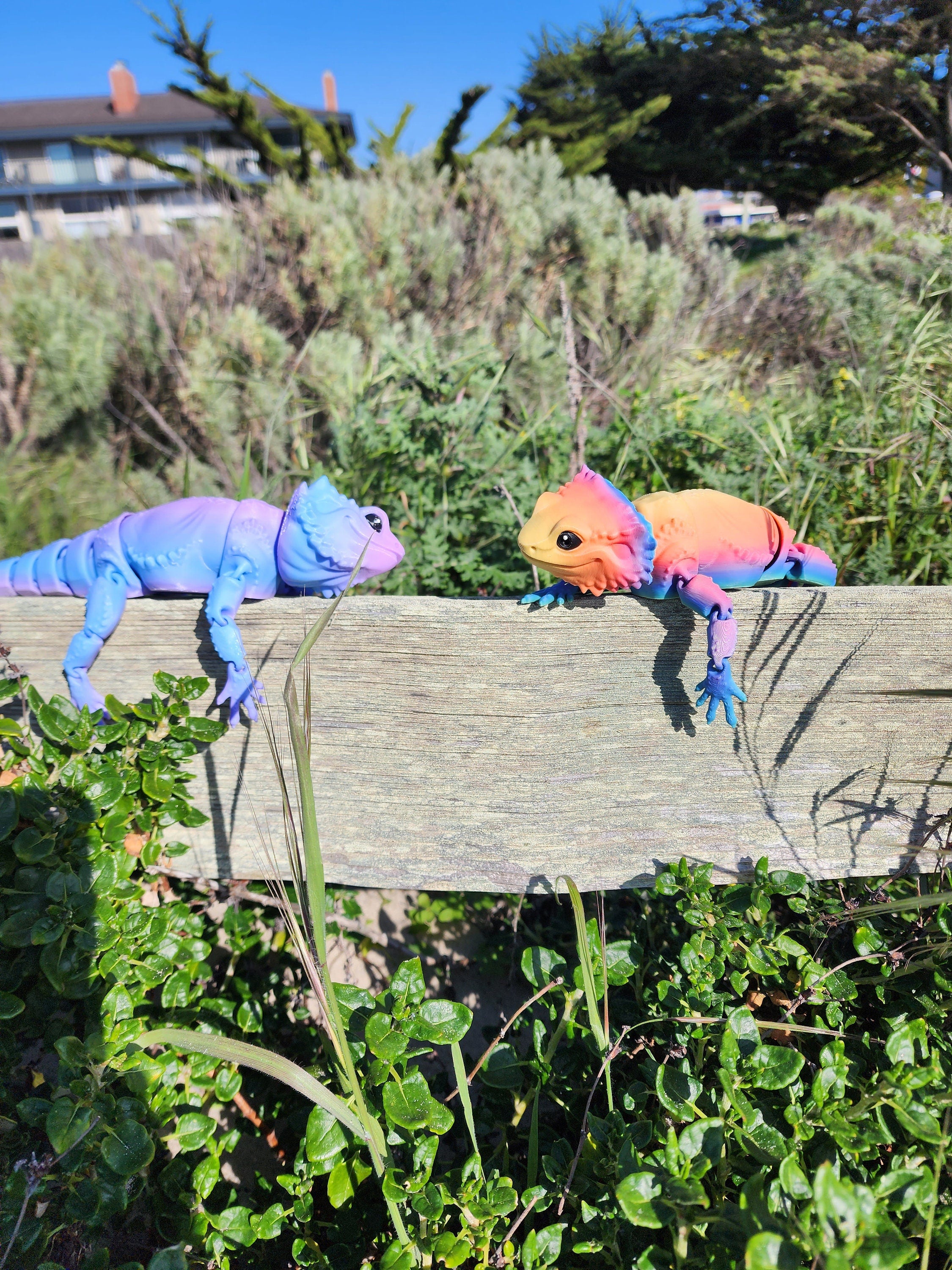 Shocking Size! This Bearded Dragon Will Amaze You - iv6rxp2